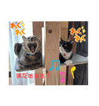こじろうと愉快な仲間たち（個別スタンプ：21）