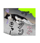 こじろうと愉快な仲間たち（個別スタンプ：32）
