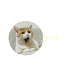 こたろうの毎日使えるスタンプ④（個別スタンプ：3）