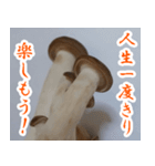 【飛び出す】キノコ(しめじ)（個別スタンプ：21）