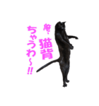 クセが強くて使いづらい黒猫オレオ（個別スタンプ：5）