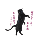 クセが強くて使いづらい黒猫オレオ（個別スタンプ：14）