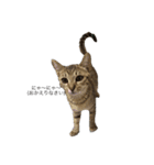 ねこやぎです（個別スタンプ：2）