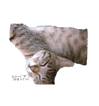 ねこやぎです（個別スタンプ：4）