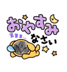 ネコのチーターくんスタンプ（個別スタンプ：4）