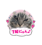 ネコのチーターくんスタンプ（個別スタンプ：9）
