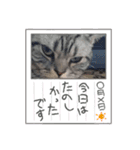ネコのチーターくんスタンプ（個別スタンプ：15）