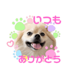 ポメチワのジョー☆使いやすい日常スタンプ（個別スタンプ：2）