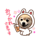 ポメチワのジョー☆使いやすい日常スタンプ（個別スタンプ：13）