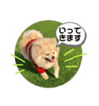 ポメチワのジョー☆使いやすい日常スタンプ（個別スタンプ：19）