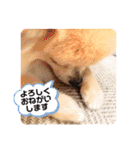 ポメチワのジョー☆使いやすい日常スタンプ（個別スタンプ：23）
