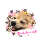 ポメチワのジョー☆使いやすい日常スタンプ（個別スタンプ：26）