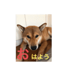 まこ姫スタンプ（個別スタンプ：5）