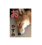 まこ姫スタンプ（個別スタンプ：6）