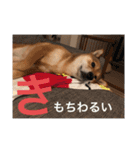 まこ姫スタンプ（個別スタンプ：8）