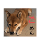 まこ姫スタンプ（個別スタンプ：11）