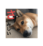 まこ姫スタンプ（個別スタンプ：12）