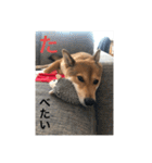 まこ姫スタンプ（個別スタンプ：18）