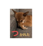 まこ姫スタンプ（個別スタンプ：31）