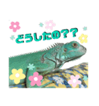ブルーイグアナのベイちゃん③（個別スタンプ：10）