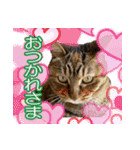 アンのシンプルごあいさつ（個別スタンプ：1）