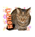 アンのシンプルごあいさつ（個別スタンプ：2）