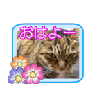 アンのシンプルごあいさつ（個別スタンプ：4）