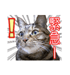 アンのシンプルごあいさつ（個別スタンプ：12）