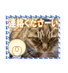 アンのシンプルごあいさつ（個別スタンプ：14）