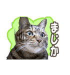 アンのシンプルごあいさつ（個別スタンプ：17）