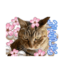 アンのシンプルごあいさつ（個別スタンプ：19）