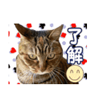 アンのシンプルごあいさつ（個別スタンプ：21）