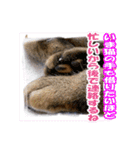 アンのシンプルごあいさつ（個別スタンプ：23）