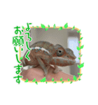 パンサーカメレオンのバルくん①（個別スタンプ：2）