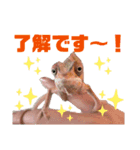 パンサーカメレオンのバルくん①（個別スタンプ：7）