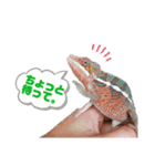 パンサーカメレオンのバルくん①（個別スタンプ：9）