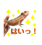 パンサーカメレオンのバルくん①（個別スタンプ：14）