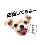 キキララスタンプたち（個別スタンプ：3）