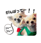 キキララスタンプたち（個別スタンプ：5）