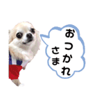 キキララスタンプたち（個別スタンプ：10）