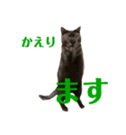猫のタピオカちゃん2（個別スタンプ：12）