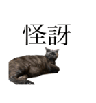 猫のタピオカちゃん2（個別スタンプ：16）