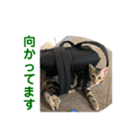 黒柴犬と猫の日常使いスタンプ2（個別スタンプ：1）