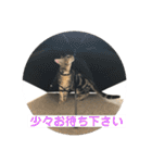 黒柴犬と猫の日常使いスタンプ2（個別スタンプ：2）