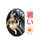 黒柴犬と猫の日常使いスタンプ2（個別スタンプ：3）