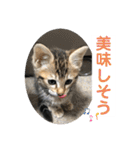 黒柴犬と猫の日常使いスタンプ2（個別スタンプ：5）