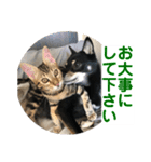 黒柴犬と猫の日常使いスタンプ2（個別スタンプ：6）