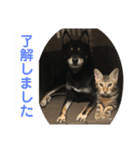 黒柴犬と猫の日常使いスタンプ2（個別スタンプ：7）