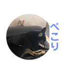 黒柴犬と猫の日常使いスタンプ2（個別スタンプ：8）