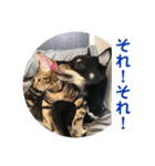 黒柴犬と猫の日常使いスタンプ2（個別スタンプ：9）